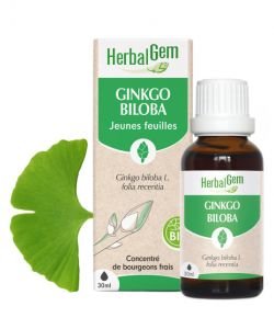 Ginkgo (Ginkgo biloba) bourgeon